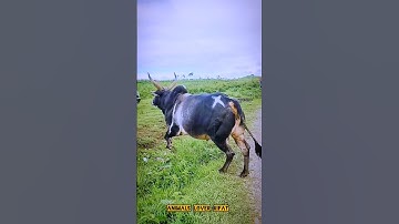 Pagla guro 🔥😭🤲#cow #animals #shorts #viralvideo #foryou #2025