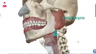 الجهاز الهضمي 3D