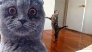 Funny Cats Compilation (Most Popular) Part 2