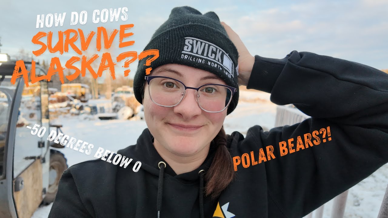 How Do Alaskan Cattle Survive