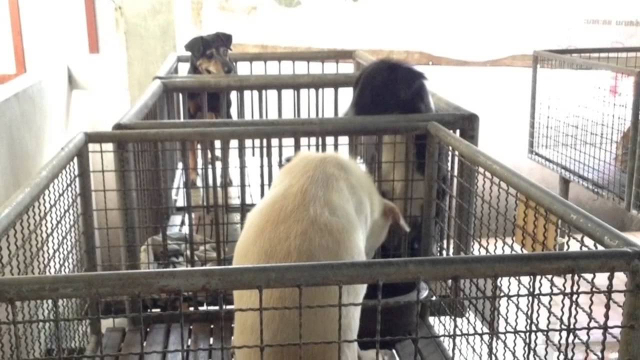 dog-present-youtube