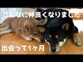 柴犬子犬と先住犬が仲良くなるまでの成長記録VLOG