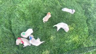 Ruby’s Boys 2 (born 7-15-21) | Summer's Goldens