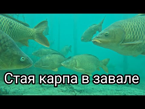 Видео: Подводная охота в завале.Там много держится крупного карпа.