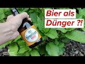 Bier als Dünger für deine Pflanzen ?! Das solltest du beim Düngen mit Bier unbedingt beachten!
