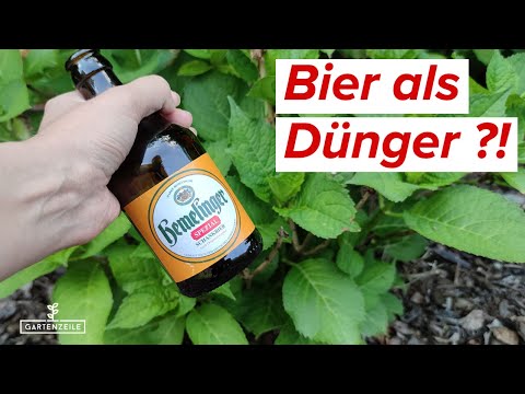 Video: Bier als Dünger - Ist Bier gut für Pflanzen und Rasen?