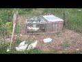 Utilizando los pollos para preparar un bancal
