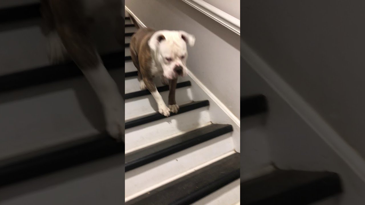 Dog's Different Way of going Down Stairs ViralHog YouTube