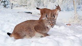 PUMAS, LYNXES, RACCOON AND SERVAL IN THE FROST/ How many times a year does a purebred cat give birth