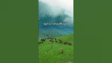 سورة المنافقون آيه 11 #رحمة_للعالمين #shortvideo #مصر