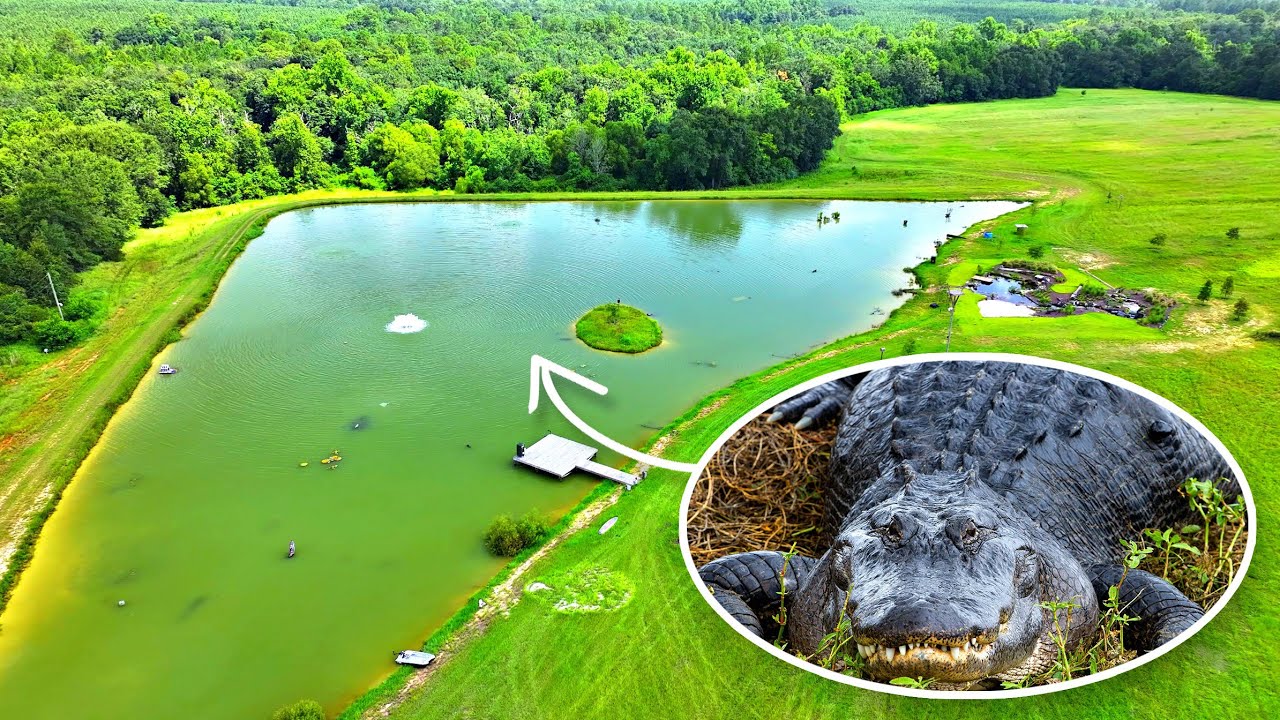 Alligators at the 5 Acre Pond!