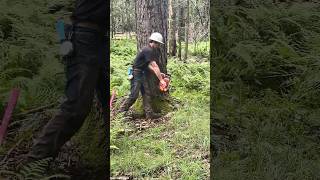 Felling Black Cherry Tree With Husqvarna 372 XP – Forksville PA
