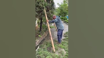 Cách chống cây không bị trượt cột chống#caxadovietnam