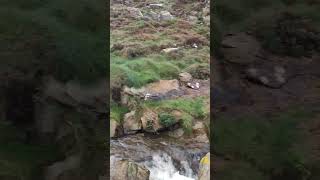 Muíños de Ardeleiro, Malpica