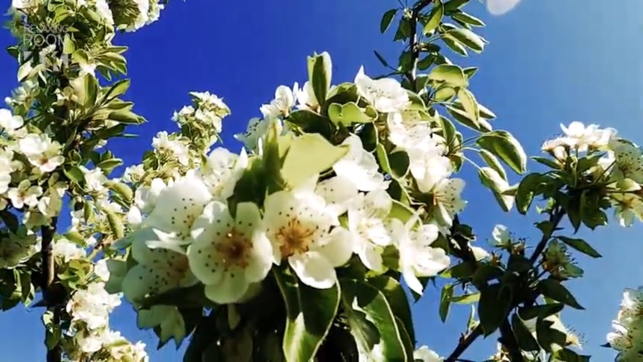 Весеннее Цветение Деревьев и Пение Птиц в замедленной Slow Motion съемке