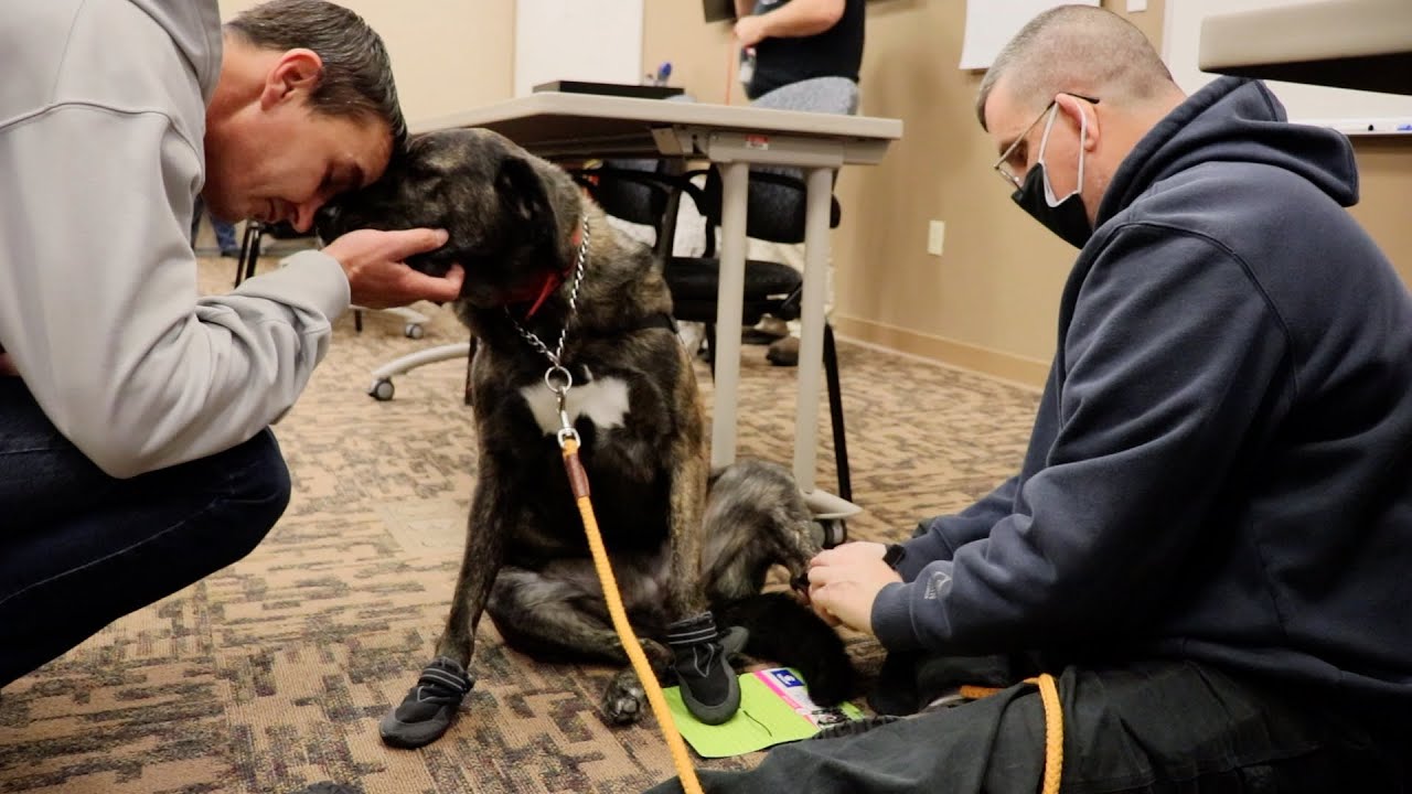 Service Dogs in Boots YouTube
