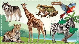 Cute Little Animals Making Funny Sounds: Leopard, Wolf, Giraffe, Frog, Zebra, Parrot