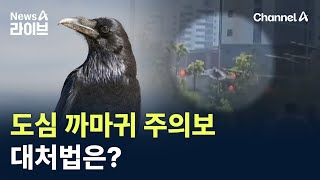 도심 한복판 까마귀 주의보…대처법은? / 채널A / 뉴스A 라이브