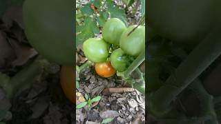 Do you pick your tomatoes early or let fully ripen on the vine? Do you pick your tomatoes early or let fully ripen on the vine?