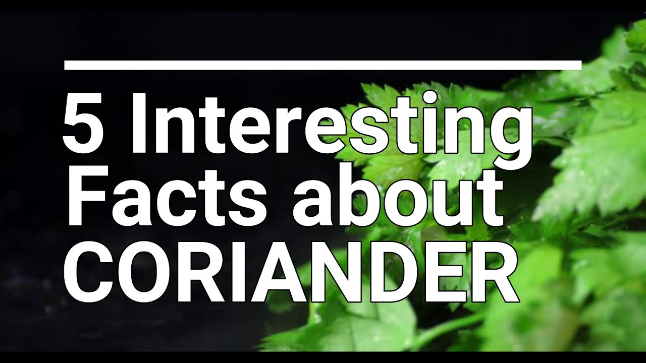5 unknown facts about Coriander Strange facts SpiceMixRecipes