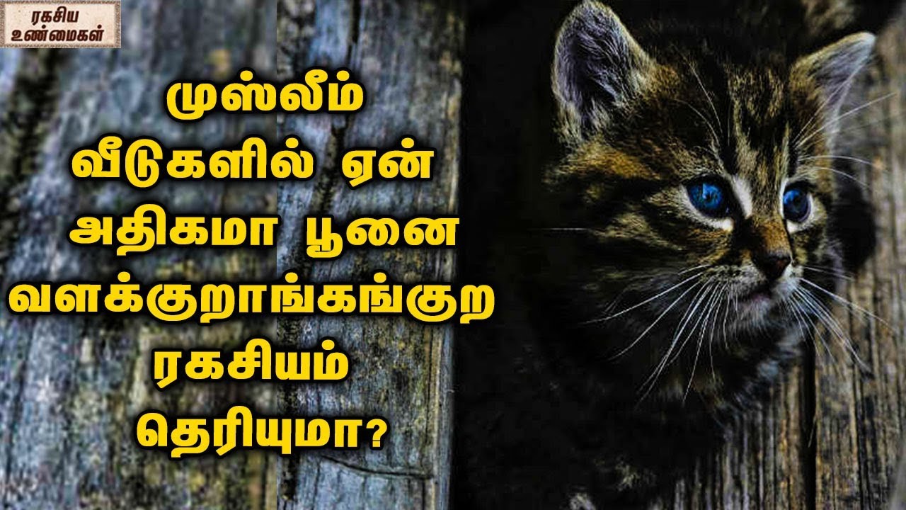 about cat in tamil
