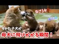 柴犬の親子バトルに目が離せなくなりました！だいぶしつこい、もっちゃんママにキレる子犬。生後31日目。