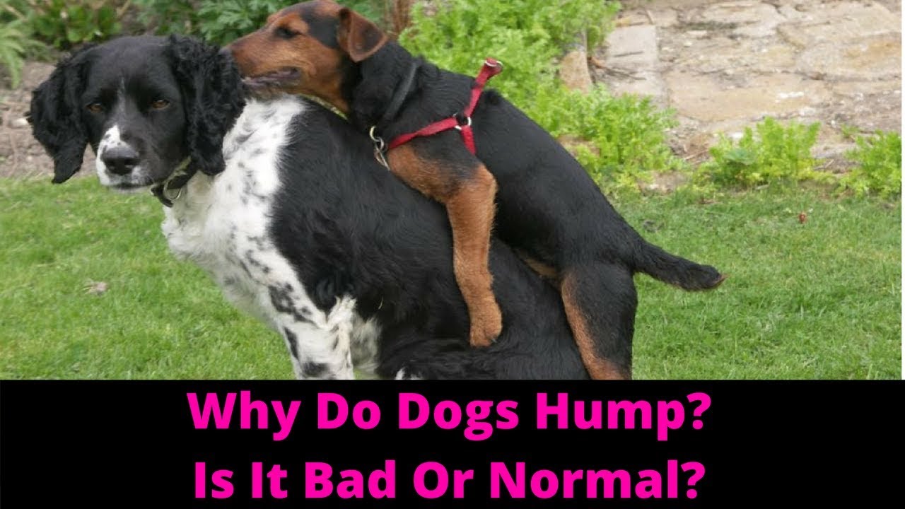 how to make a female dog hump you