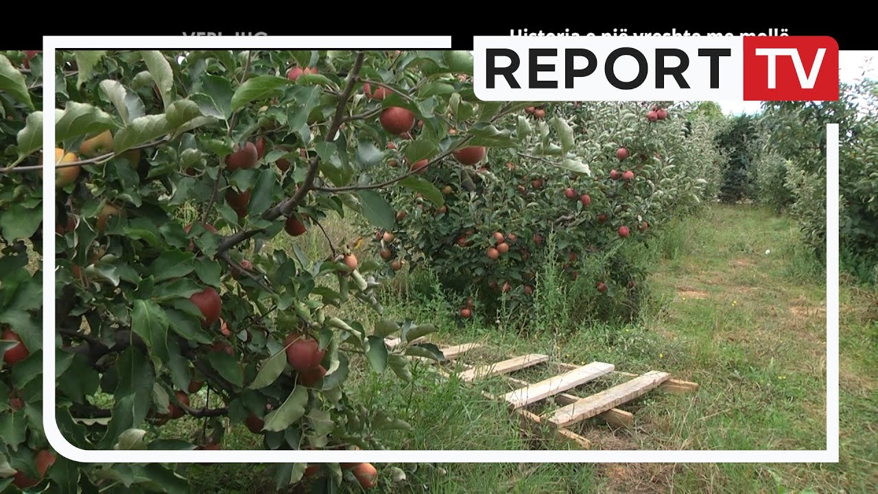 Veri Jug - Mollët e fshatit Podgorie (17-9-2022)