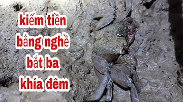 Kiếm tiền bằng nghề bắt ba khía của người dân miền tây, cà mau