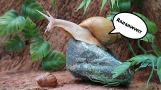 Jungle rock - (Giant African Land Snails)