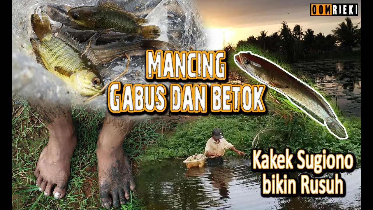 Mancing Ikan Gabus dan Betok | Kolam nya DiPukat kakek Sugiono 