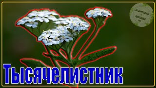 ТЫСЯЧЕЛИСТНИК КАК ВЫГЛЯДИТ | Живучая Трава КРУПНЫМ планом