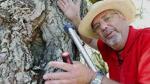 Inspecting Trees for Termites