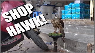Shop Hawk! | Hanoi