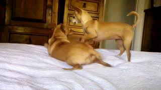 CAMILA, MY BELOVED CHIHUAHUA, 5 years since passing
