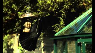 Jackdaw Landing 08