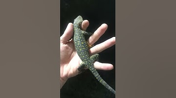 Tắc kè bông vàng | Tắc kè phúc hậu 0913398911