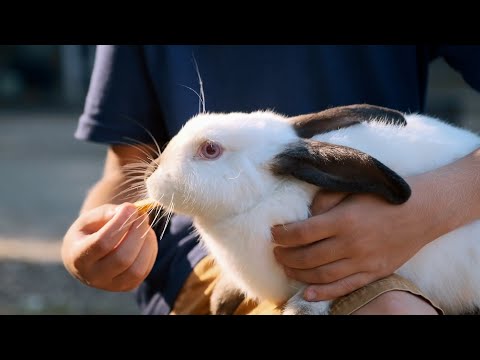 Los conejos son unos de los animales más inteligentes #mundotv