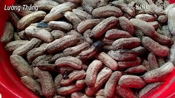 VỀ BẢN NẤU RƯỢU CHUỐI.