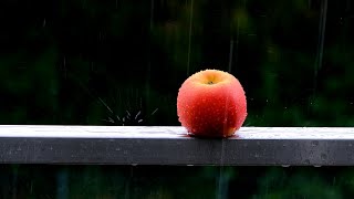Natural Rain sounds🎧 || relax || concentrate || screenshot 4