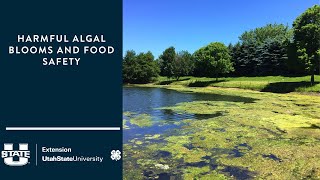 Harmful Algal Blooms and Food Safety