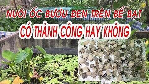 Ốc Nhồi Bạc Liêu_I Vũ Trần - Nuôi trên bể bạt liệu có thành công hay không