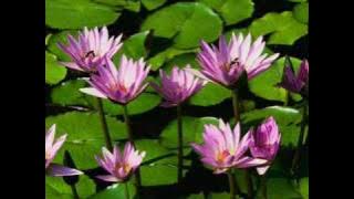 Instrumental - Etnik Portugis