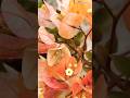 Bougainville multicolour#shortsfeed #shorts #flowers #bougainvillea #bolleywoodsong