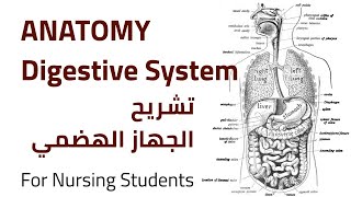 Digestive System Anatomy | تشريح الجهاز الهضمي