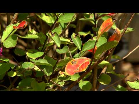 Vídeo: Crepe Myrtle Com Folhas Amarelas - Causas De Folhas Amarelas Em Uma Murta Crepe