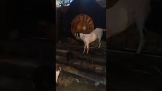 BAKRA VS COW FIGHT #shorts #viral #trending #cow #BAkra #shortsfeed #goat #animals