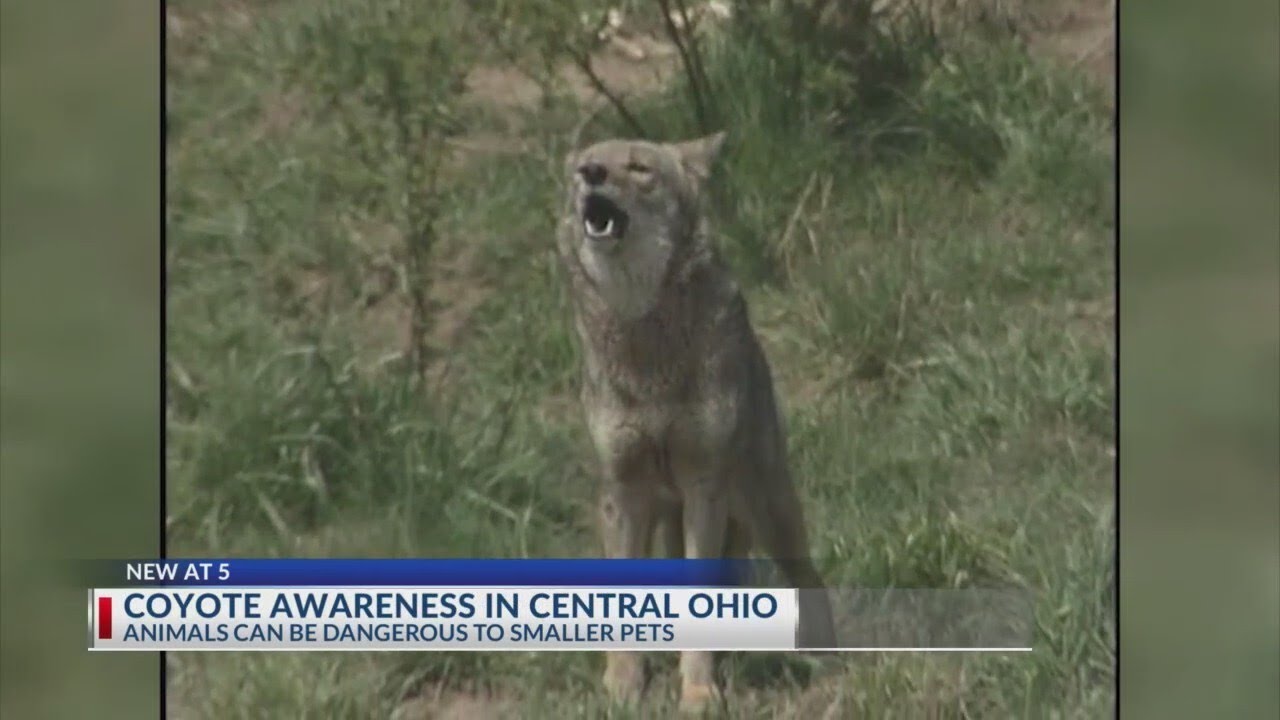 The truth about coyotes in central Ohio