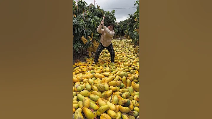 Amazing mangos fruit harvesting from farmers with rural farming life #fruit #farming #mango - DayDayNews