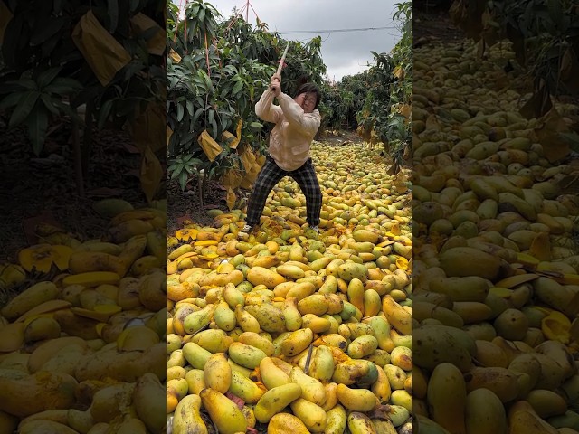 Amazing mangos fruit harvesting from farmers with rural farming life #fruit #farming #mango class=